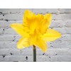 Нарцисс желтый

