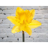 Нарцисс желтый
