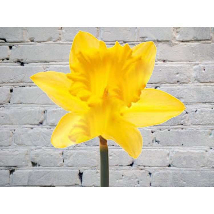 Нарцисс желтый
