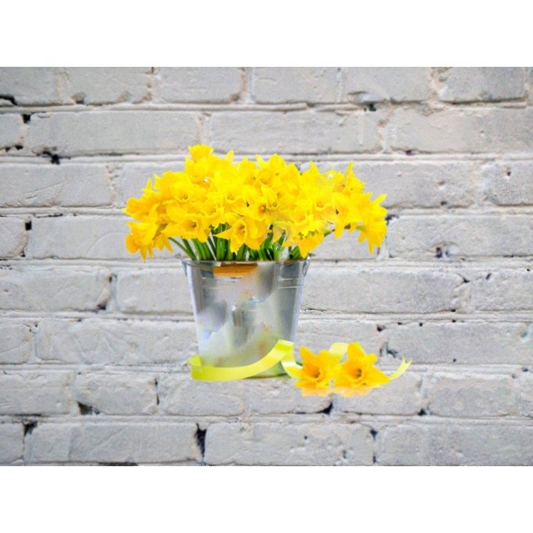 Sale A bucket of daffodils
Sale A bucket of daffodils