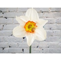 Нарцисс белый
