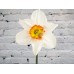 Sale Narcissus white