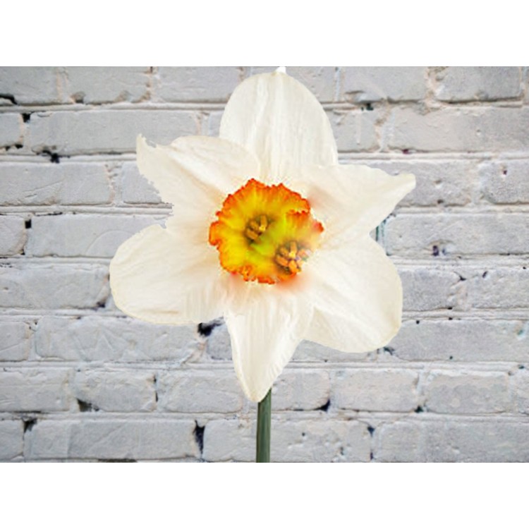 Нарцисс белый
