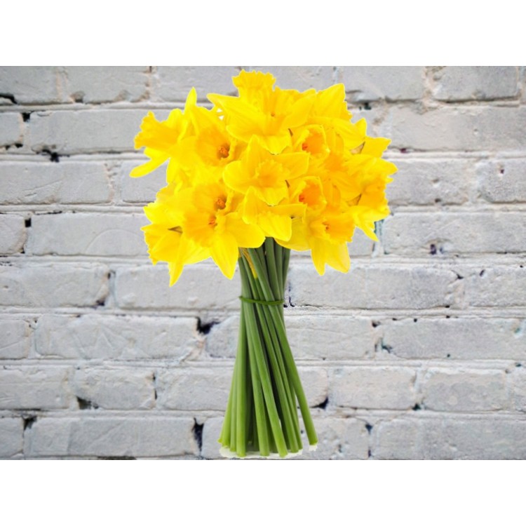 Sale Bouquet of Daffodils
Sale Bouquet of Daffodils