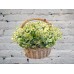 Sale Basket of 25 matricaria