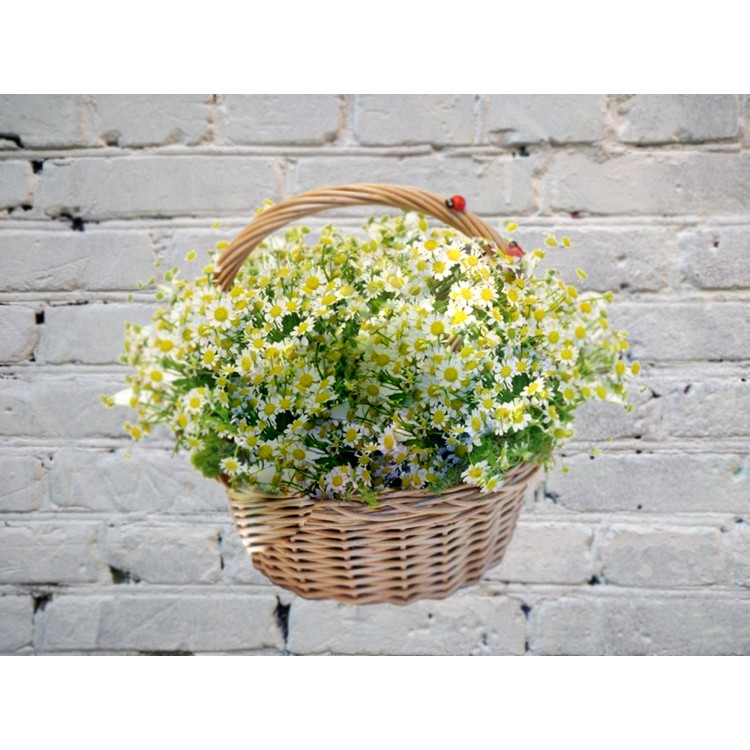 Корзина из 25 матрикарий
