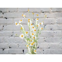 Matricaria (camomile bush)
