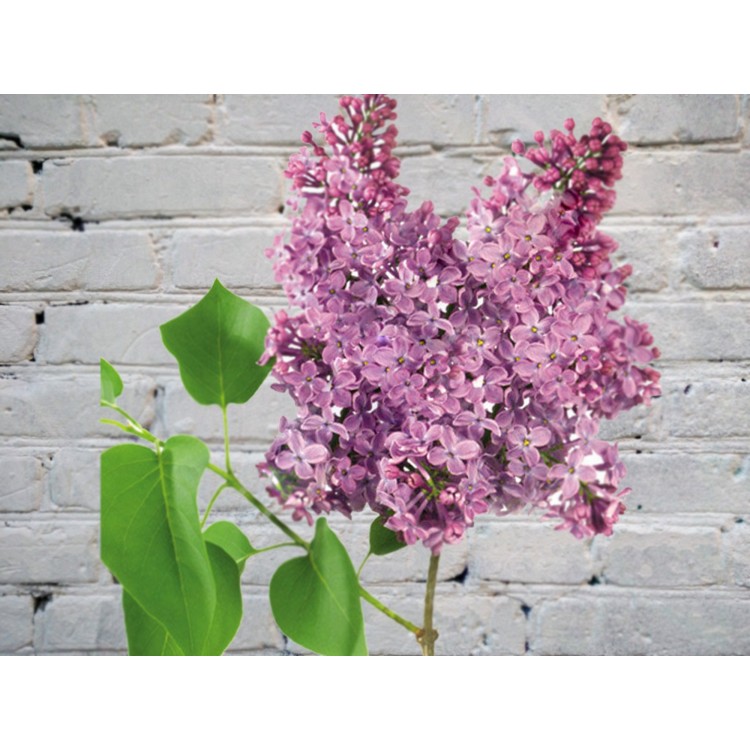 Сирень сиреневая
