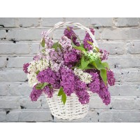 Корзина с Сиренью
