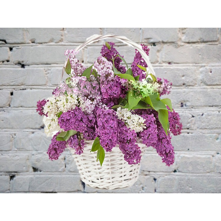 Корзина с Сиренью
