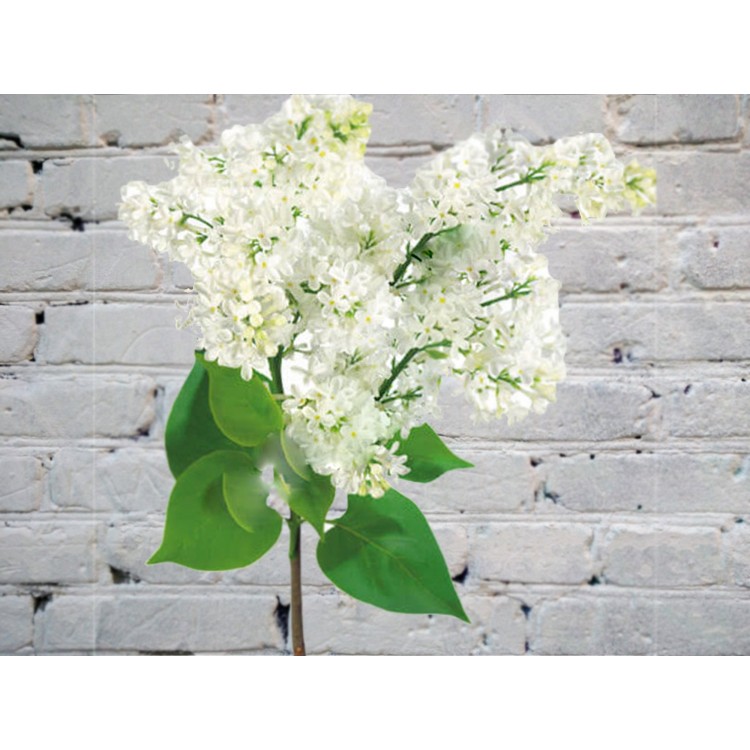 Сирень белая
