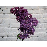 Сирень фиолетовая
