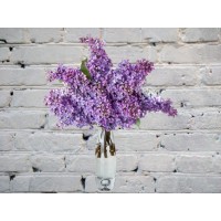 Сиреневая Сирень в Вазе
