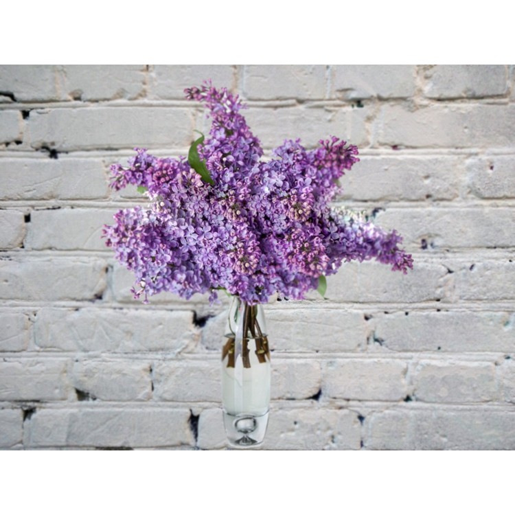 Сиреневая Сирень в Вазе
