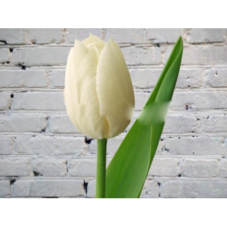 Тюльпан Белый (Голландия)
