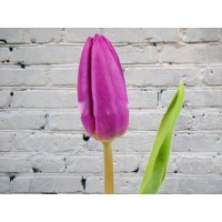 Purple Tulip (Holland)
