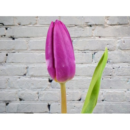 Тюльпан Фиолетовый (Голландия)