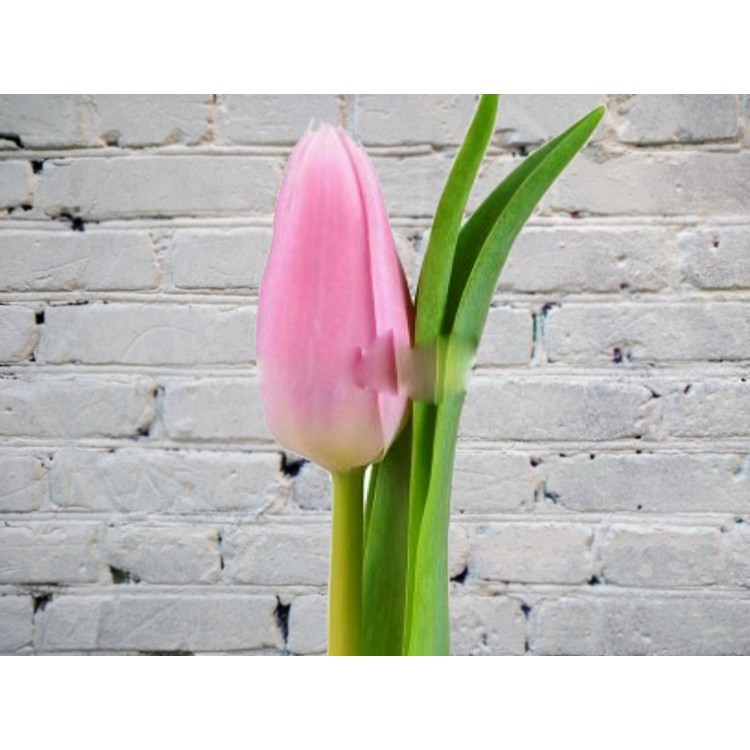 Тюльпан Розовый (Голландия)
