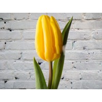 Тюльпан Желтый (Голландия)
