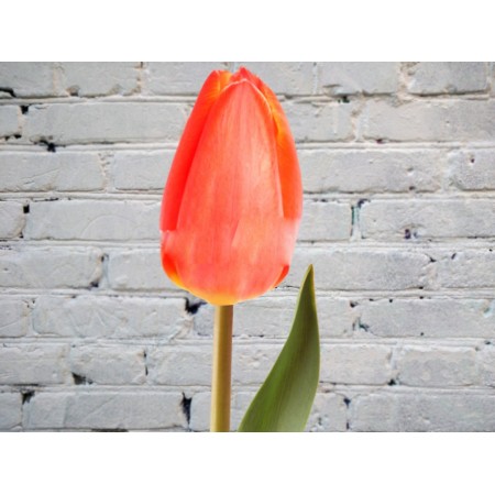 Тюльпан Оранжевый (Голландия)