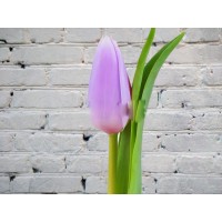 Lilac Tulip (Holland)
