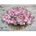 Sale Basket of 101 pink peonies