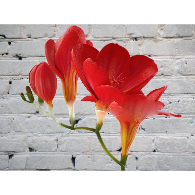 Фрезия красная
