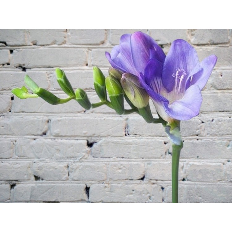 Фрезия синяя
