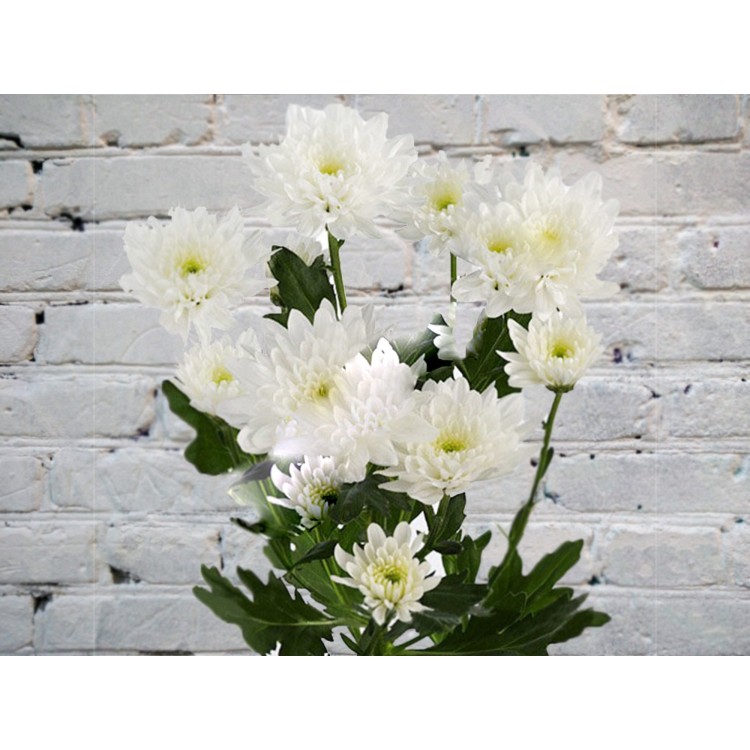 Sale Chrysanthemum Euro
