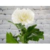 Хризантема Одноголовая Белая АНАСТАСИЯ
