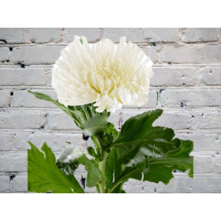 Хризантема Одноголовая Белая АНАСТАСИЯ
