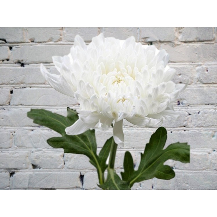 Хризантема Одноголовая Антонов белая
