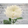Хризантема Одноголовая Гагарин белая
