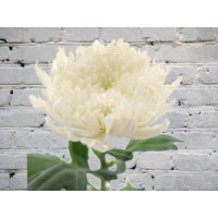 Chrysanthemum One - headed Gagarin white

