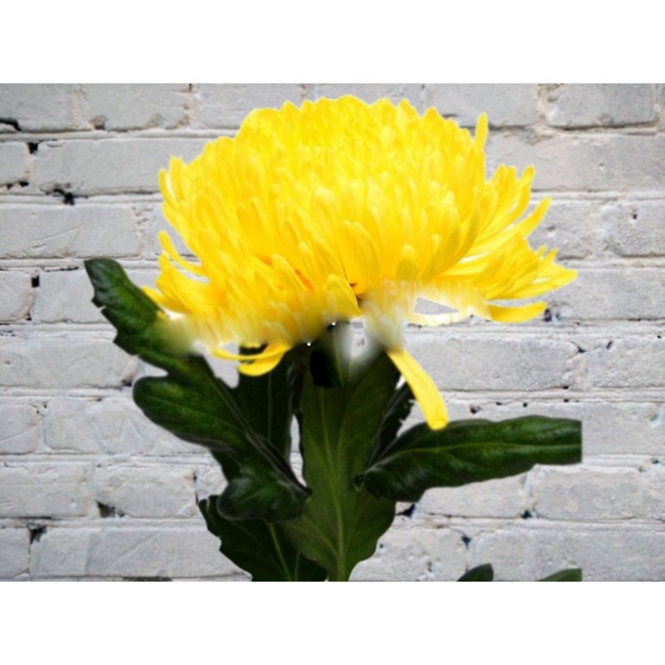 Хризантема Одноголовая Гагарин желтая
