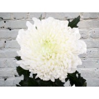 Chrysanthemum One - headed Magnum white
