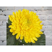 Хризантема Одноголовая Магнум желтая

