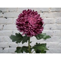 Chrysanthemum Single - Headed Curler
