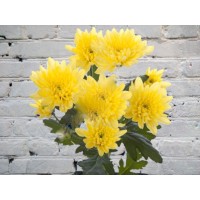 Euro Yellow Chrysanthemum
