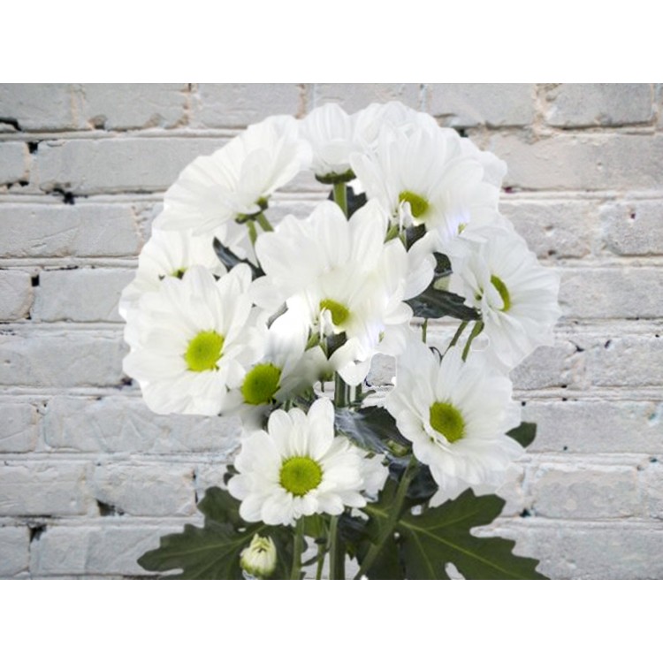 Sale Chrysanthemum bacardi (chamomile)
