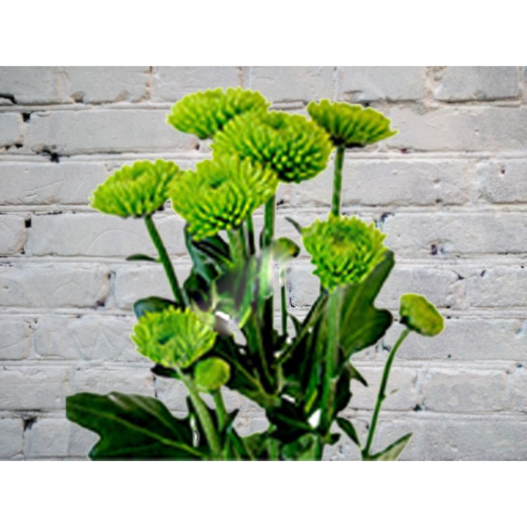 Хризантема ЕвроХризантема Филин Грин
