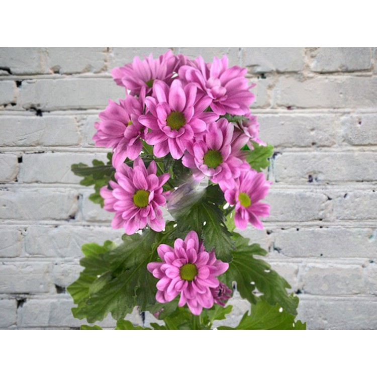 Хризантема ЕвроХризантема кустовая розовая ромашковая
