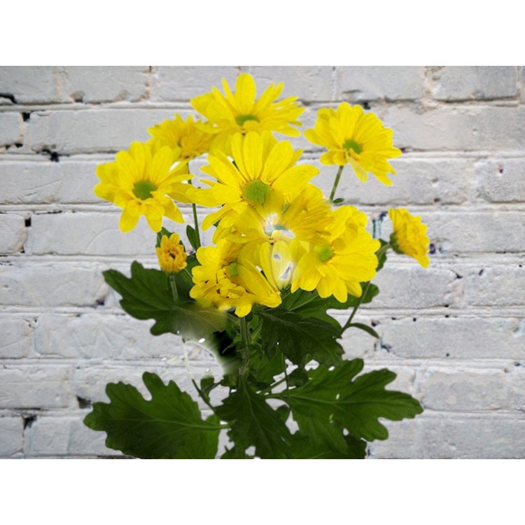 Sale Chrysanthemum bush yellow chamomile
