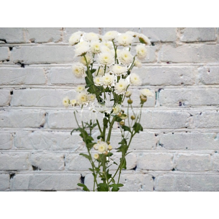 Хризантема кустовая Сталион
