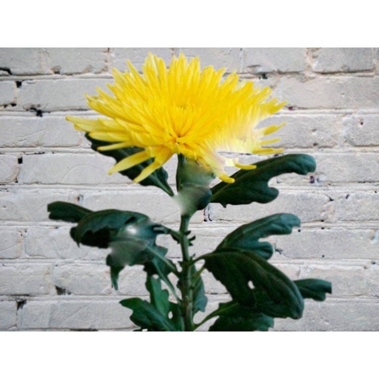 Хризантема Одноголовая Желтая АНАСТАСИЯ
