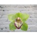 Sale Orchid Cymbidium (bell) Green on the bulb (extension)