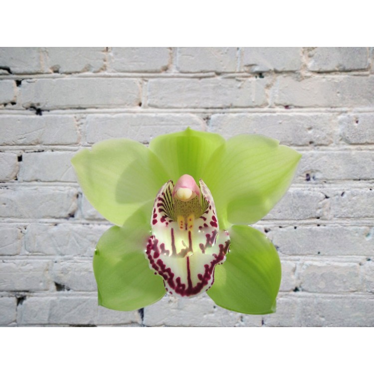 Sale Orchid Cymbidium (bell) Green on the bulb (extension)
