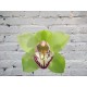 Орхидея Цимбидиум (колокольчик) Зеленая на колбе (удлинитель)