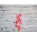 Sale Pink orchid