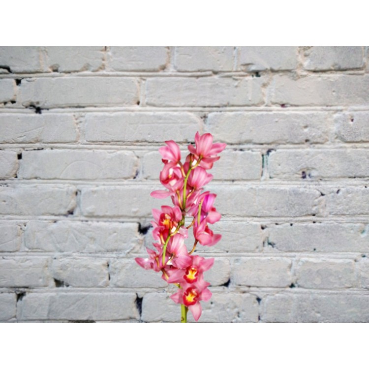 Sale Pink orchid
